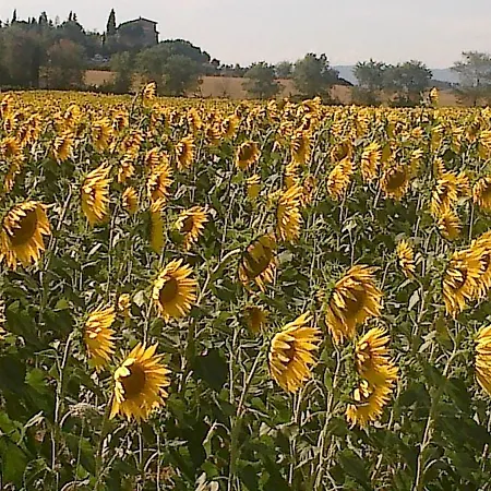 Il Paradiso Asciano